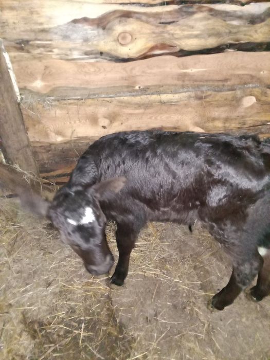 Продам двух телят