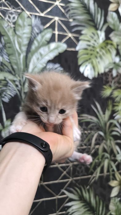 Котята курильского бобтейла