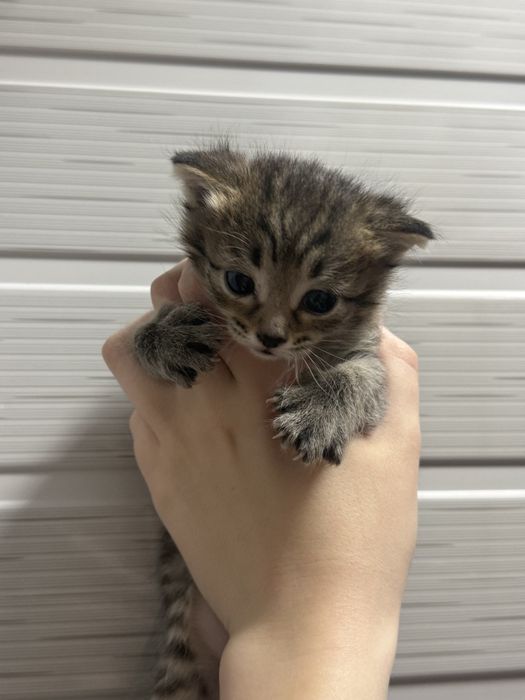 Котята бесплатно
