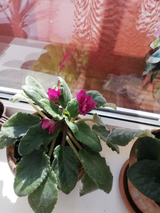 Комнатные цветы, фиалка