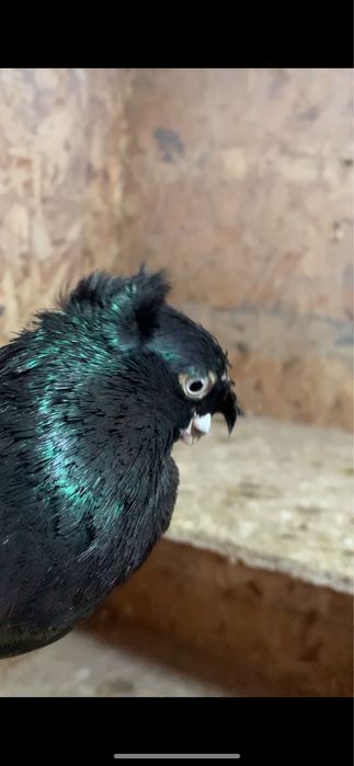 Голуби вольерные