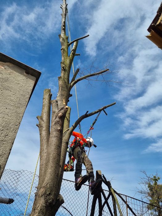 Toaletare Arbori / Taieri Copaci - Firma Certificat ISA– Hunedoara
