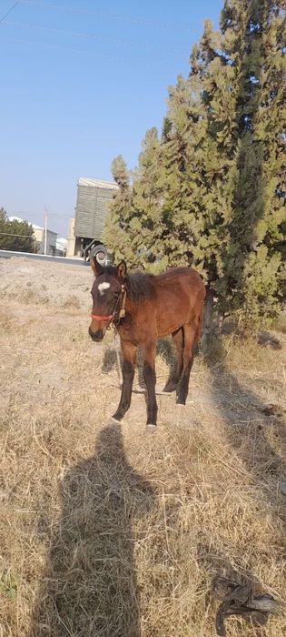 Тойлар сотилади.