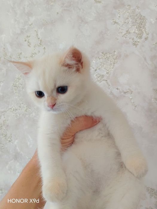 Залатой поинт шиншилла