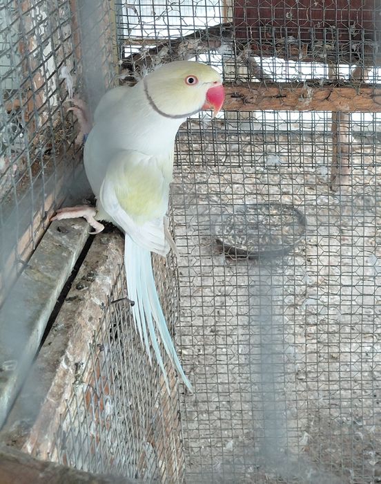 Малък Александър