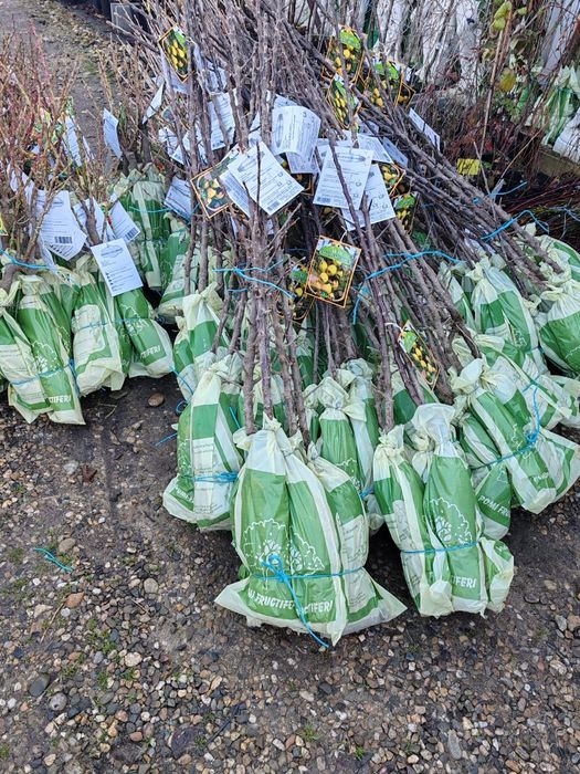 Pomi fructiferi columnari