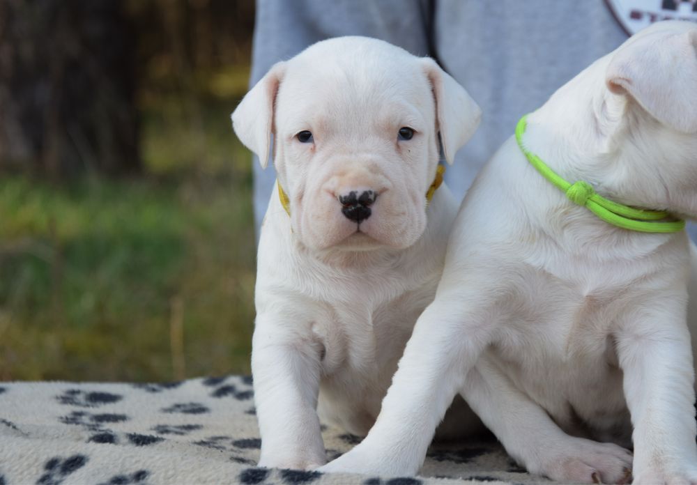 Dog Argentinian femelă 6 săptămâni