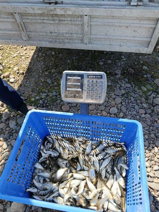 Baliq chovoqlari Сеголетка малёк сотилади