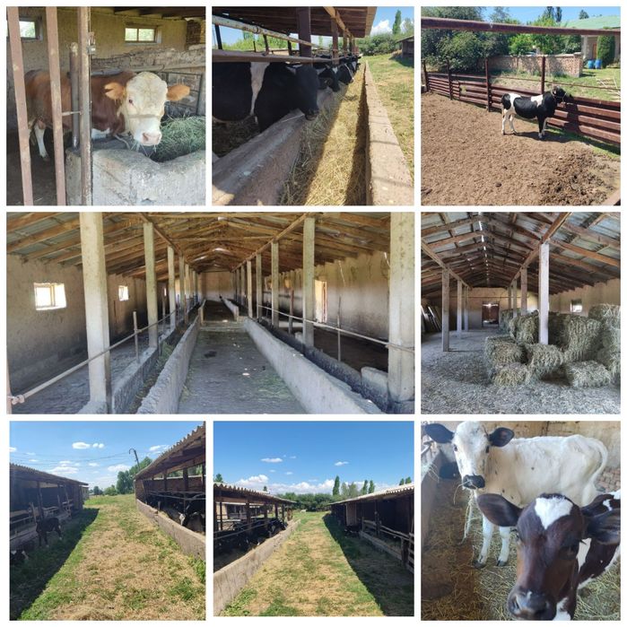 Yangi Toshkent 1,3 Ga  Ферма сотилади срочно. !!