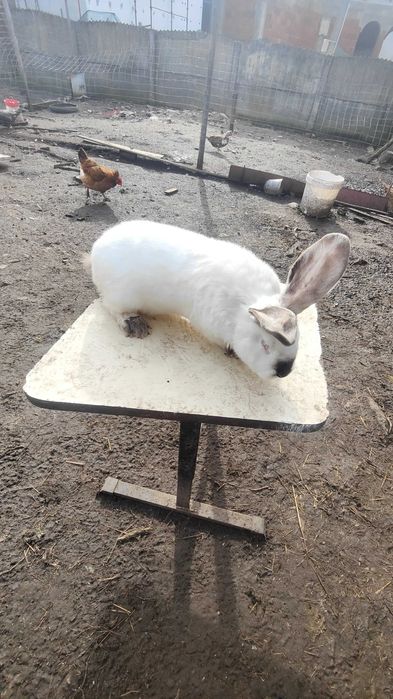 Vând sau schimb mascul uriaș de Transilvania