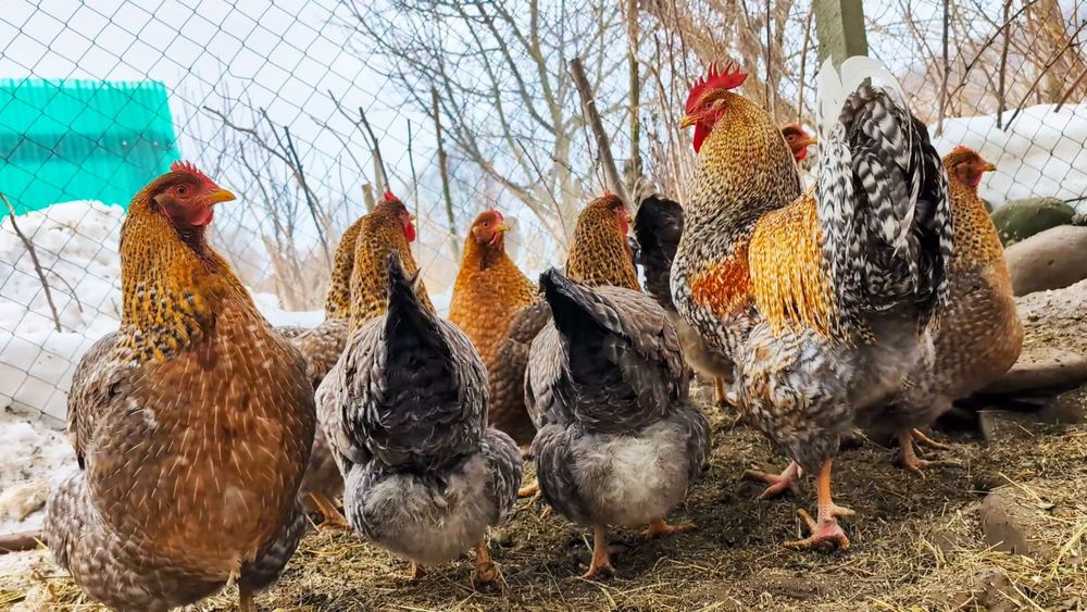 Ouă de incubat rasa Bielefelder / Cream Legbar / Araucana