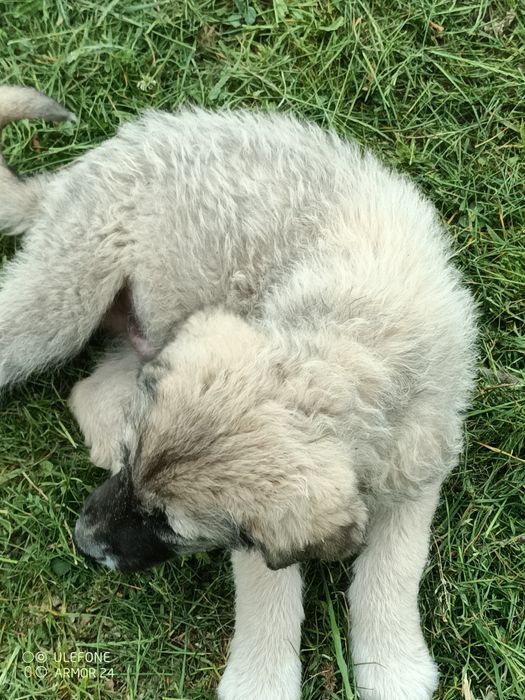 Căței pentru adoptie