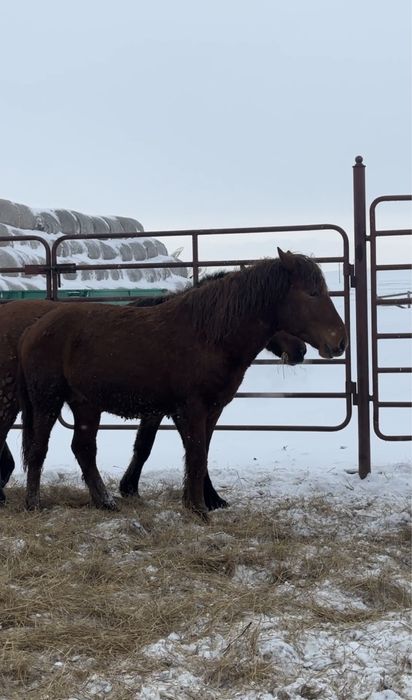Жеребцы Кушумской породы