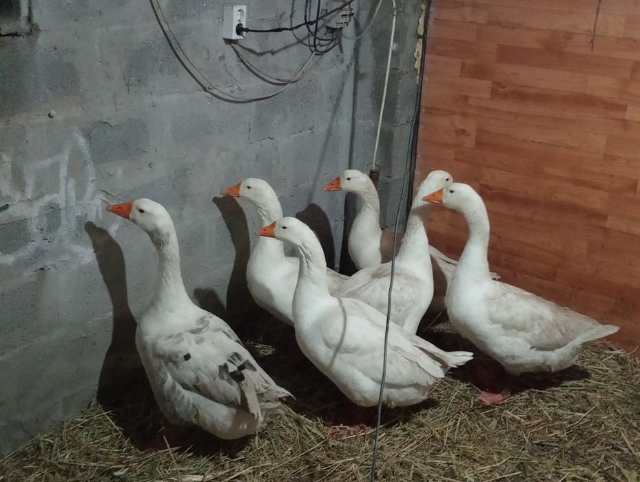 Продам гусей срочно