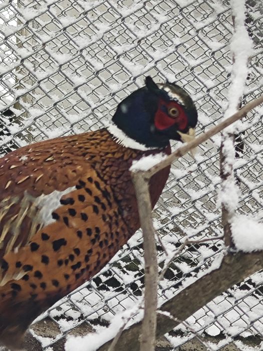 Фазани,токачки,японки,мускусни неми патици