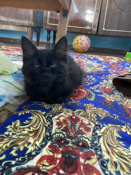 Mushuk bolasi tekinga