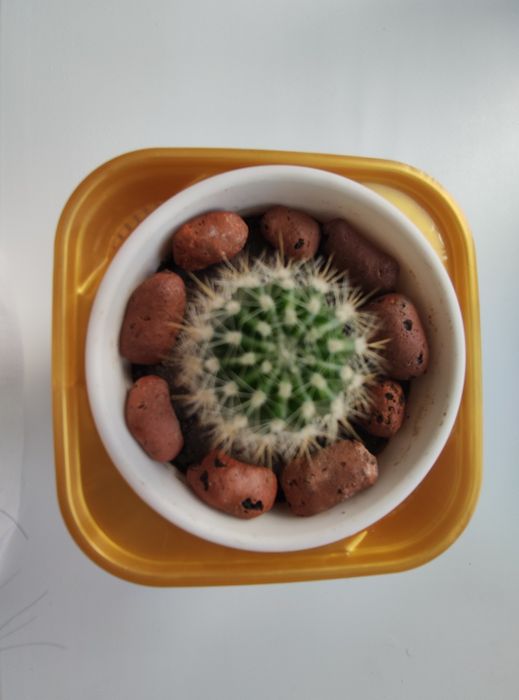 Кактус для энергии