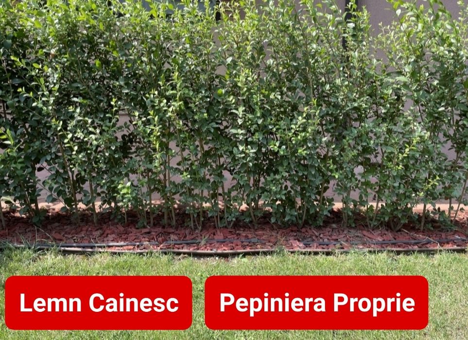 gard viu lemn cainesc ligustrum verde iarna veșnic verde gard viu