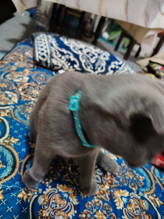 Mushuk sotiladi Bars