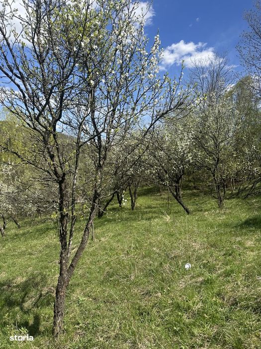 Provița de Jos - teren intravilan 2035mp - 13 Euro/mp