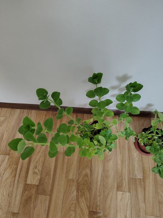 Плектрантус (комнатная мята)