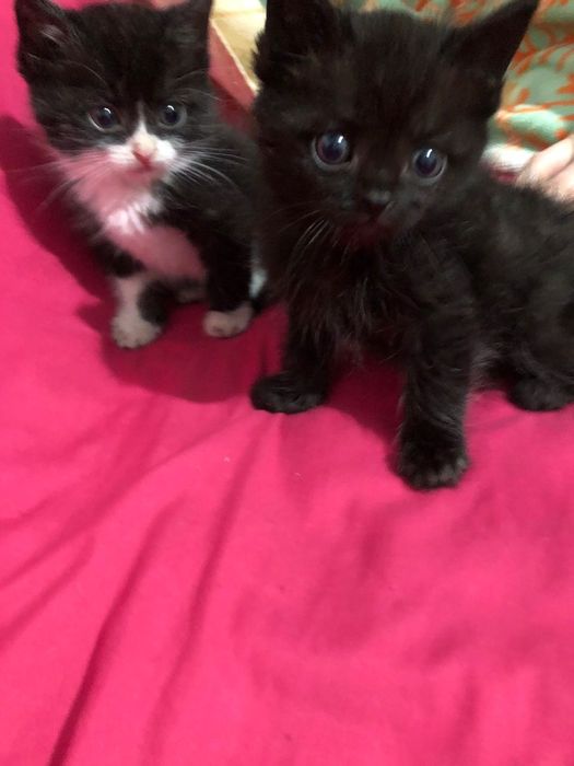 Котята мальчик и девочка