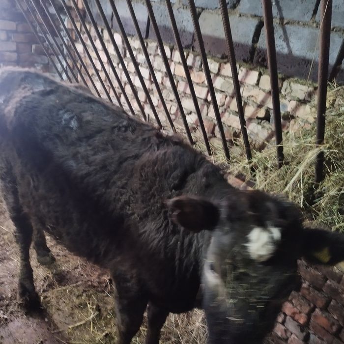 Продам две коровы и тёлочку