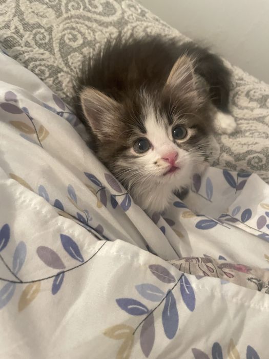 Девочка котенок 1 месяц