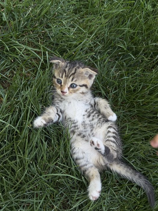 Срочно продам котят