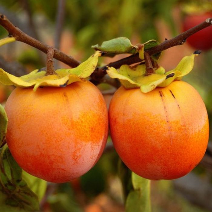 Pomi Fructiferi Exotici (KAKI ).