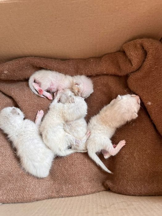 Котенок в добрые руки