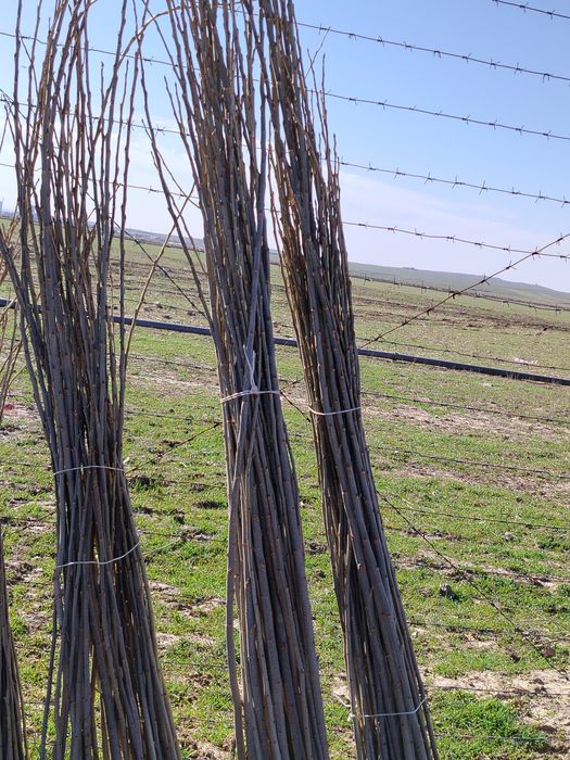 Терак ку́чатлар сотилади