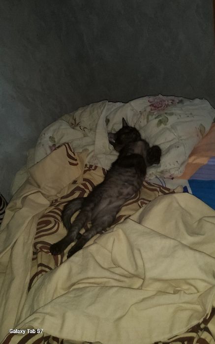 Отдам кота в хорошие руки.