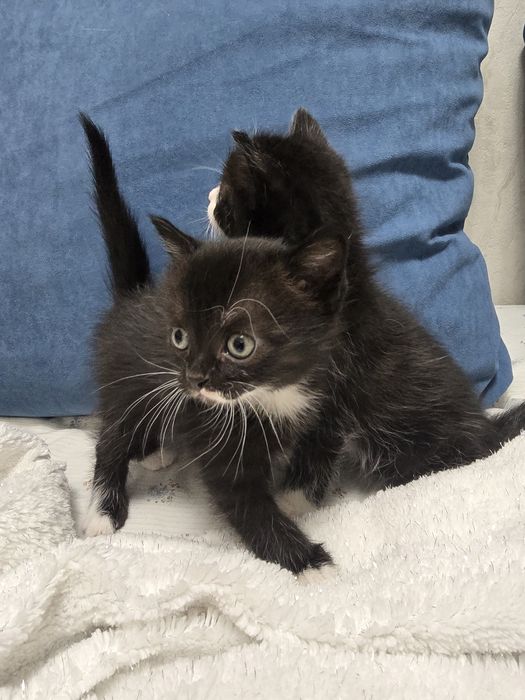 Отдам в добрые руки котят