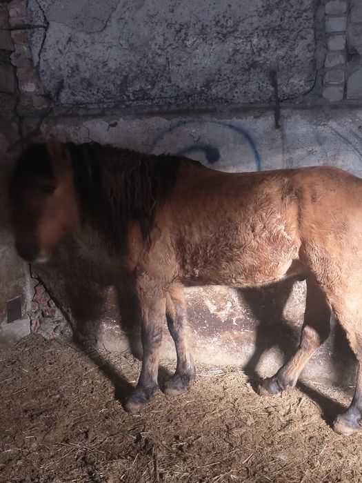 продам муғалжара либо обмен на бие