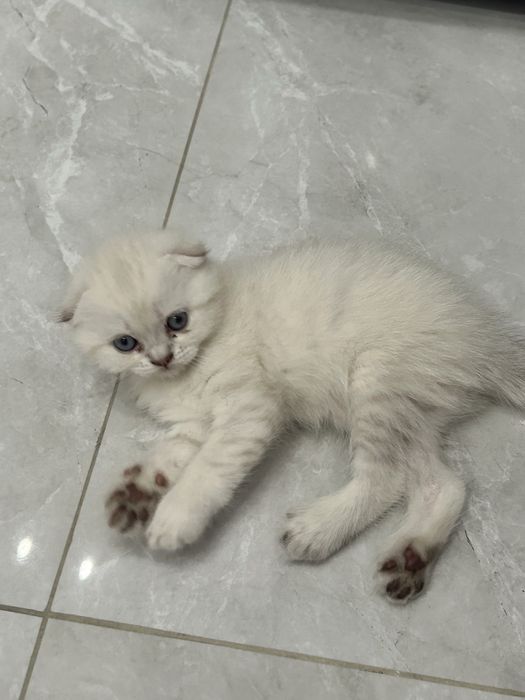 Шотландский котенок
