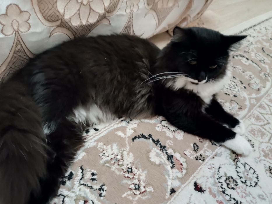 Отдам в хорошие руки