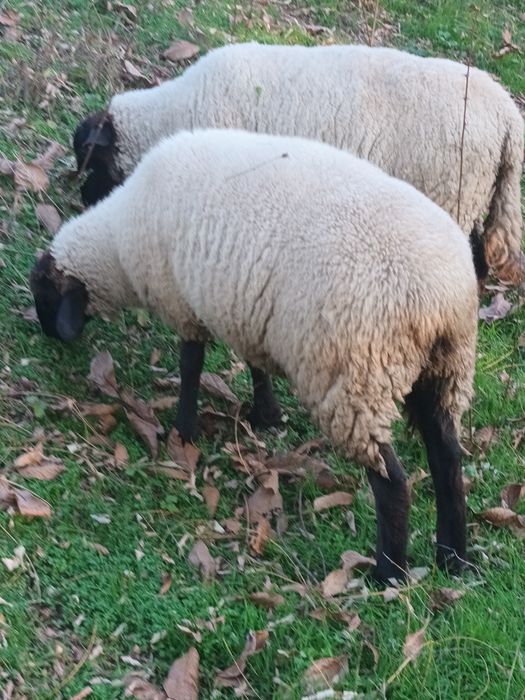 Berbecuti de vânzare