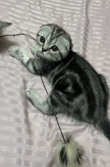 Шотландский котенок