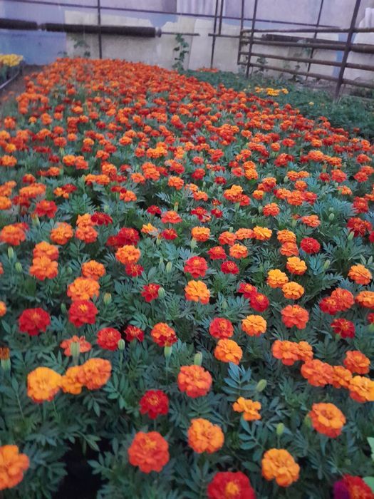 Тагесть Бархатцы