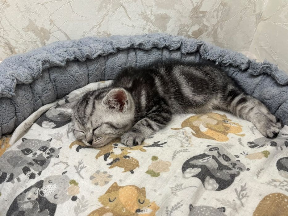 Серебристый котенок-девочка