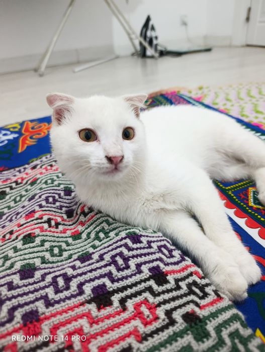 Котенок в добрые руки