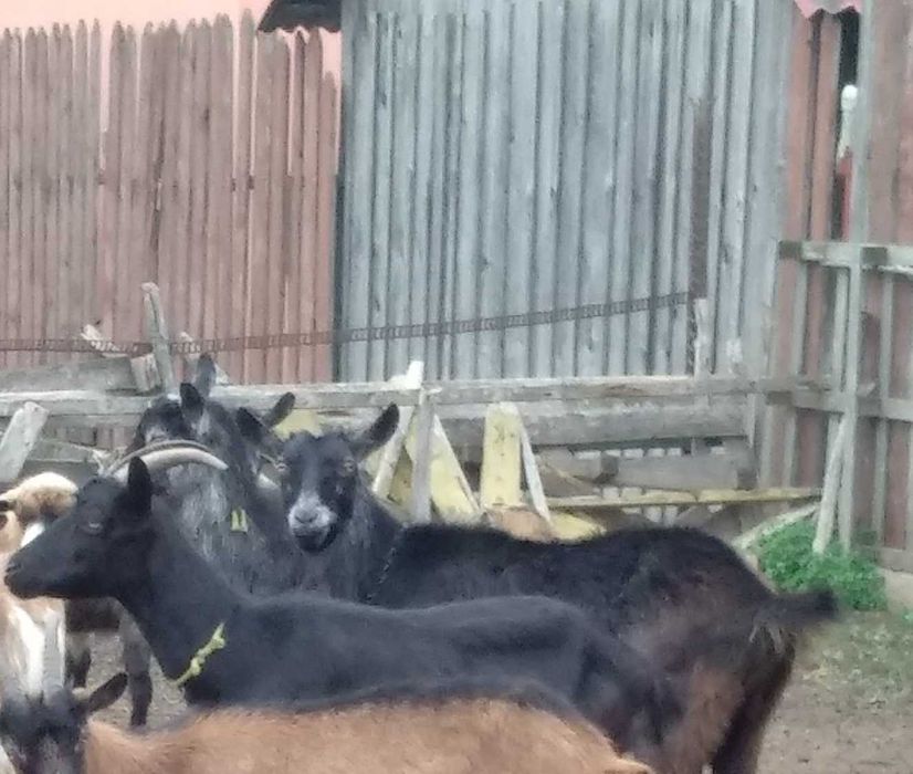 Vand Capre si Tap Alpin carnea si laptele nu au miros Oradea