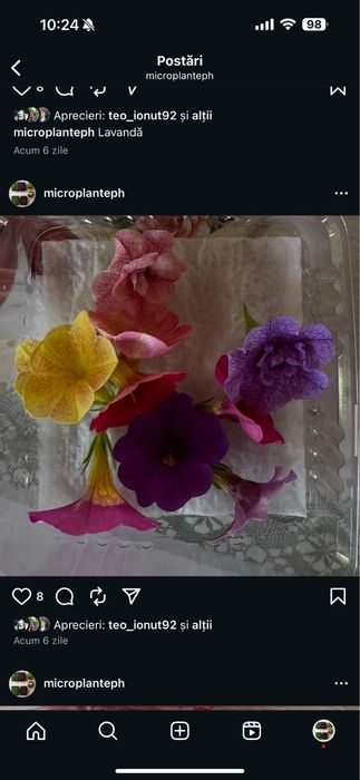 Plante aromatice şi mictoplante