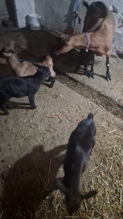 Capre alpine de vânzare