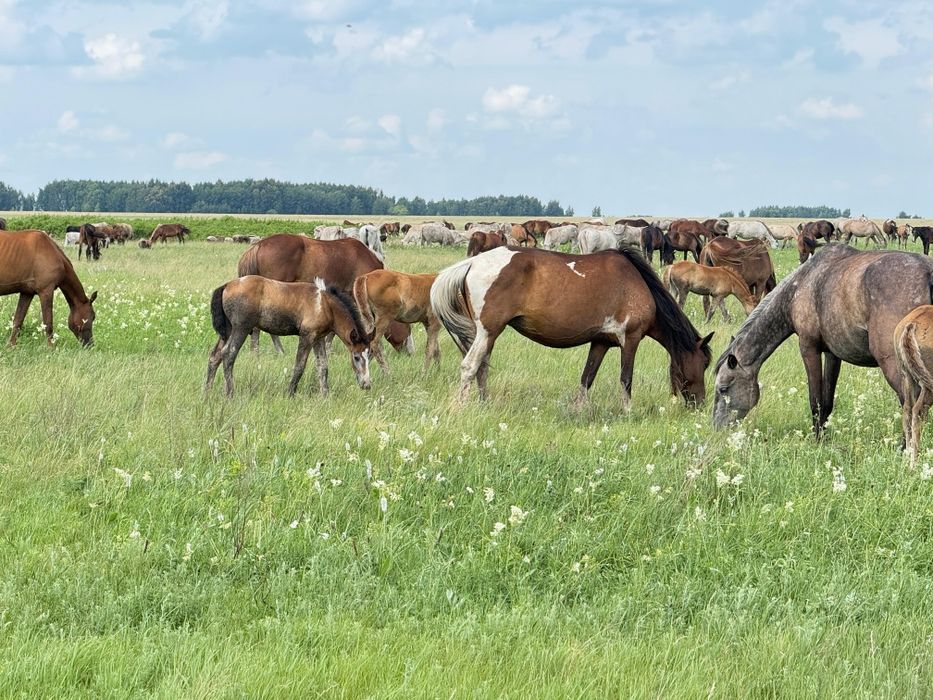 Продам кобылу с жеребенком, и кобыла  ,заряженная хороших кровей