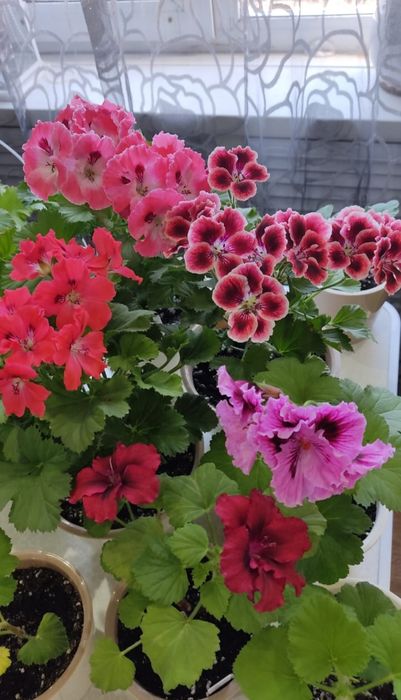 Пеларгония королевская сортовая
