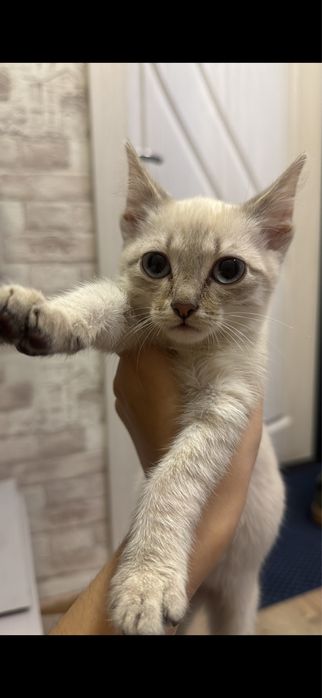 Продаётся котёнок мальчик