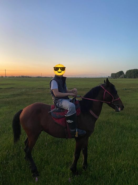 4 жасар айгыр сатылады