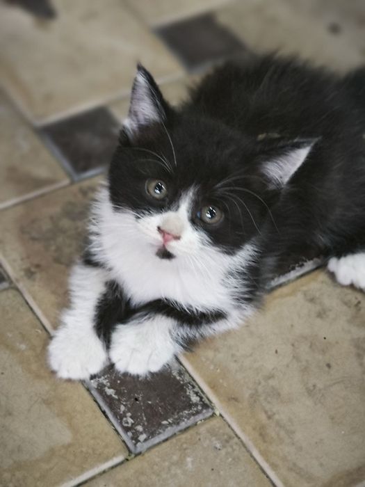 Продаются котята, Mushukchalar sotiladi